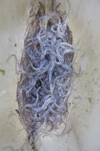 Elvers, also known as glass eels.