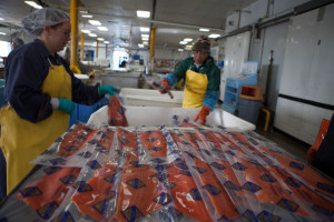 people packaging fish