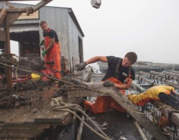 crew moving mussels from raft to barge