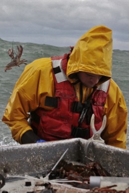 lobsterman in yellow jacket on a boat banding lobsters