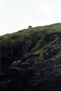 donkey on a cliff