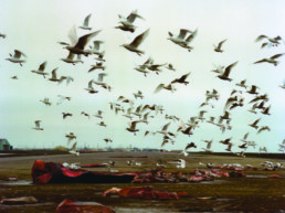 flock of seagulls flying