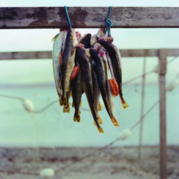 fish on a rope
