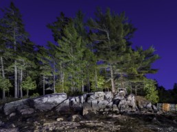 coastal trees photographed at night