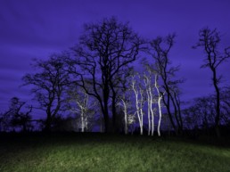 trees photographed at night