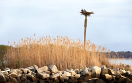 Two ospreys in a nest over marsh grasses